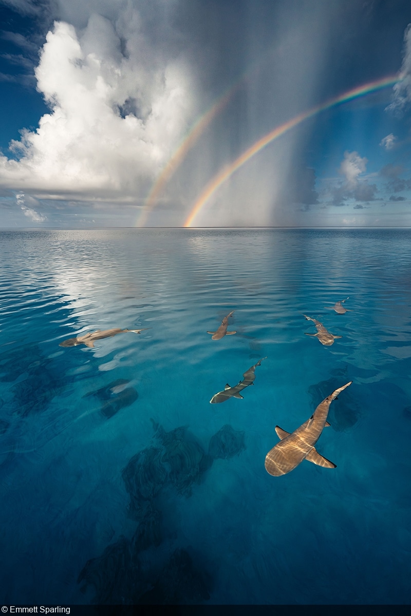 Второе место в категории «Надводные морские пейзажи» / © Emmett Sparling