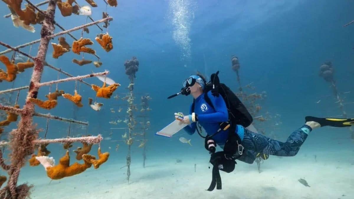 Изображение, победившее в номинации «Климат перемен», Дженнифер Адлер. Ее серия фотографий «Кораллы будущего» отражает усилия по восстановлению коралловых рифов / © Jennifer Adler