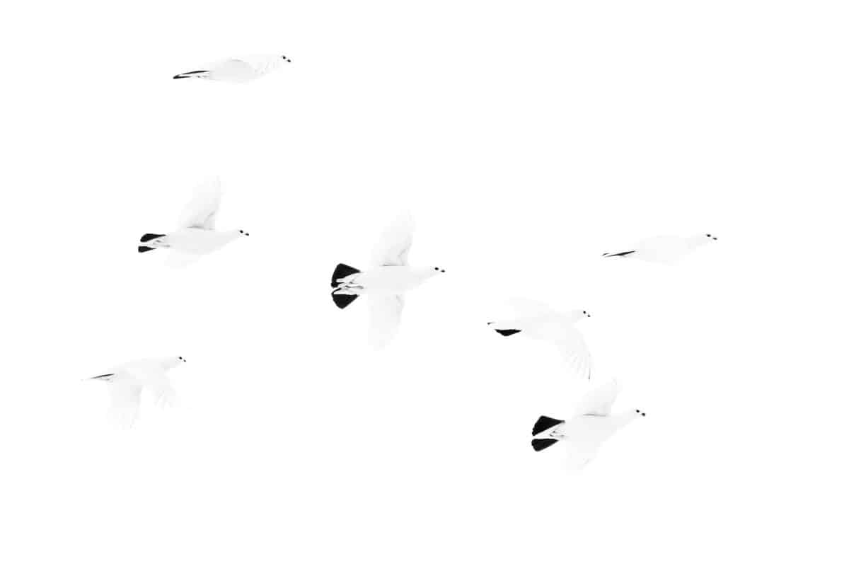 Победитель среди профессиональных фотографов. Семь белых куропаток едва различимы на фоне белого неба над Юконом, Канада / ©  Liron Gertsman