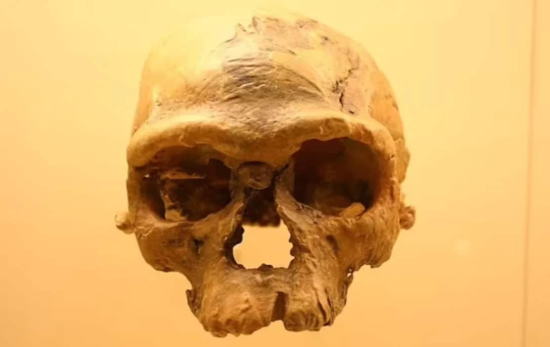 Череп Homo sapiens, обнаруженный в Марокко в 2017 году / © Ryan Somma