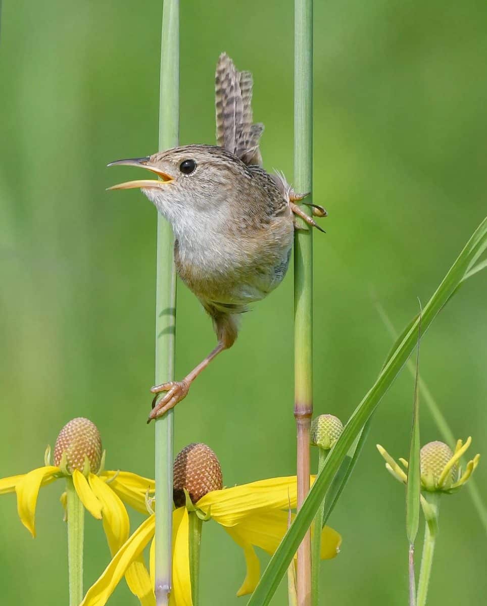 Лауреат в категории «Растения для птиц». Травяной короткоклювый крапивник в Онтарио / © Trisha Snider