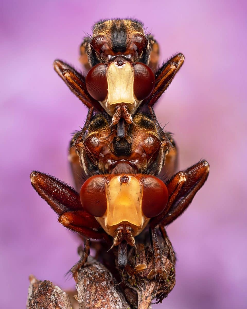 Высокая оценка в категории «Поведение»: мухи рода Sicus семейства Conopidae / © Luke Chambers