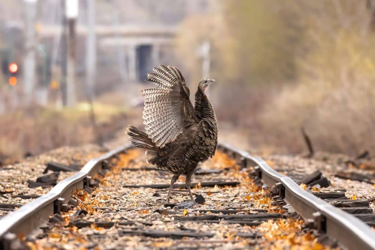 Первое место в категории «Самок птиц». Дикая индейка пересекает железнодорожные пути в Миннесоте / © Travis Potter