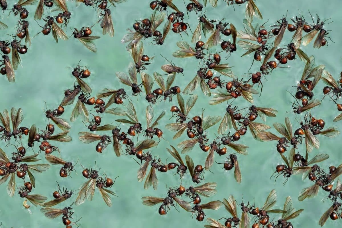 Высокая оценка в категории «Поведение»: рой летающих муравьев в бассейне / © Rosemary Haleem
