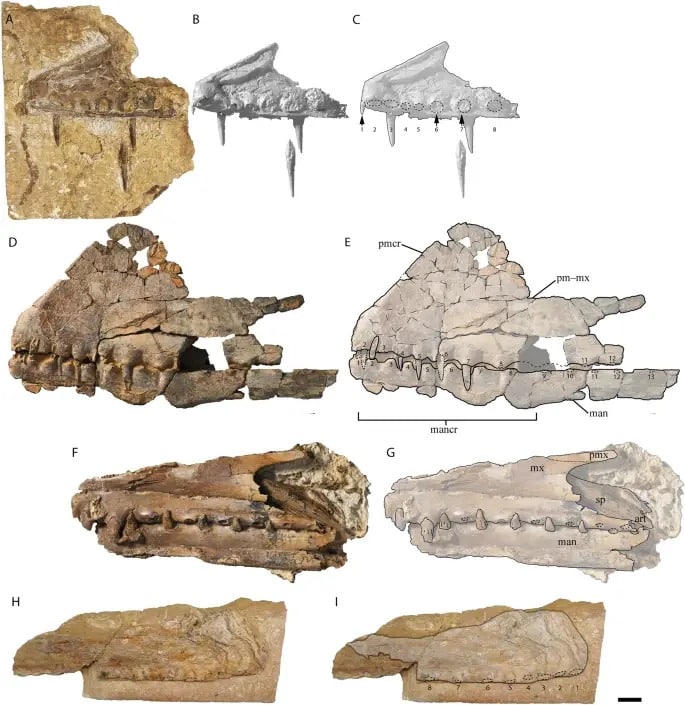 черепа птерозавров