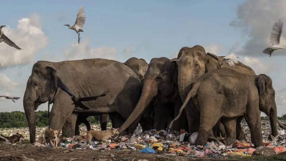 Животные Шри-Ланки посреди гор мусора / © Damith Osuranga Danthanarayana