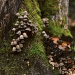 Умеют загорать, гулять и рыбачить: эксперт Пермского Политеха поделился интересными фактами о грибах