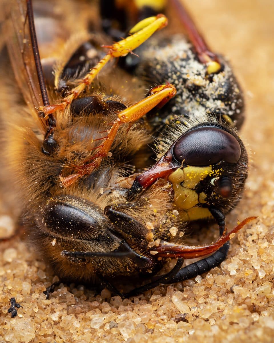 Высокая оценка в категории «Поведение»: пчелиный волк (Philanthus triangulum) выжимает нектар из медоносной пчелы (Apis mellifera) / © Luke Chambers