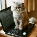Исследователь рассказал, почему кошки любят лежать на ноутбуках