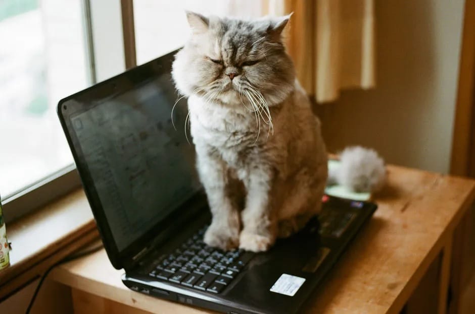 Котик на клавиатуре ноутбука / © Getty Images 