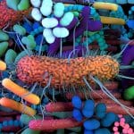 Микробиом и иммунитет у детей и взрослых
