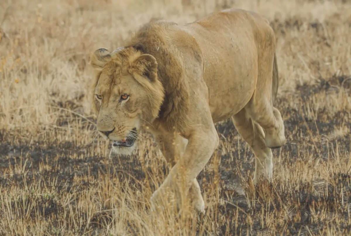 Трехлапый лев по кличке Джейкоб / © Dr. Alex Braczkowski