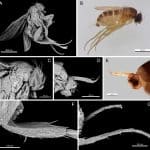 В ЮФУ впервые в России обнаружили мух-горбаток, паразитирующих на муравьях
