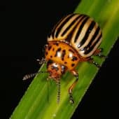 Колорадский жук Leptinotarsa decemlineata