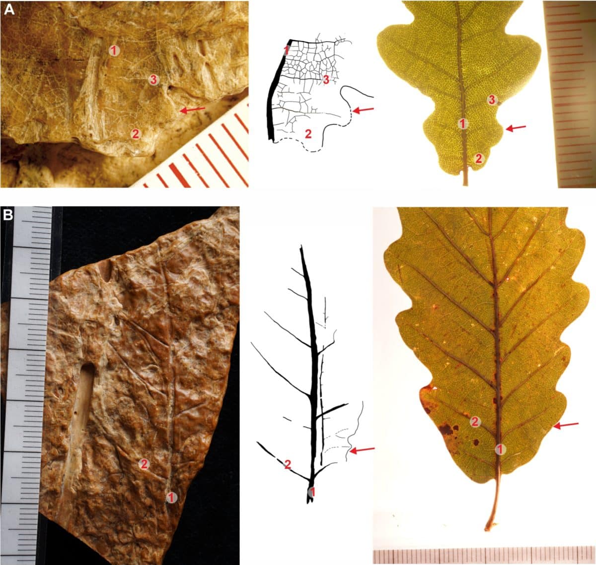 Фрагменты листьев, сохранившихся в кварцевом агломерате, в сравнении с современными листьями дуба обыкновенного (Q. robur)