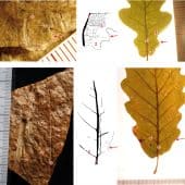 Фрагменты листьев, сохранившихся в кварцевом агломерате, в сравнении с современными листьями дуба обыкновенного (Q. robur)