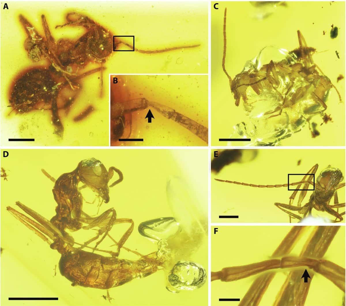 Фотографии окаменевших муравьев G. gracilis.