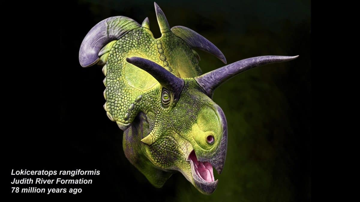 Художественная реконструкция внешнего вида Lokiceratops rangiformis