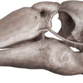 Художественная реконструкция черепа Genyornis newtoni