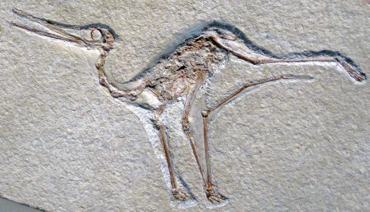 Ископаемый птерозавр Aurorazhdarcho micronyx из юрского периода относится к кладе Ctenochasmatidae