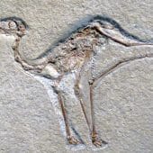 Ископаемый птерозавр Aurorazhdarcho micronyx из юрского периода относится к кладе Ctenochasmatidae