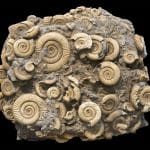 Гигантский ископаемый моллюск указал, что «эффект лилипута» после Великого вымирания закончился быстрее, чем считалось