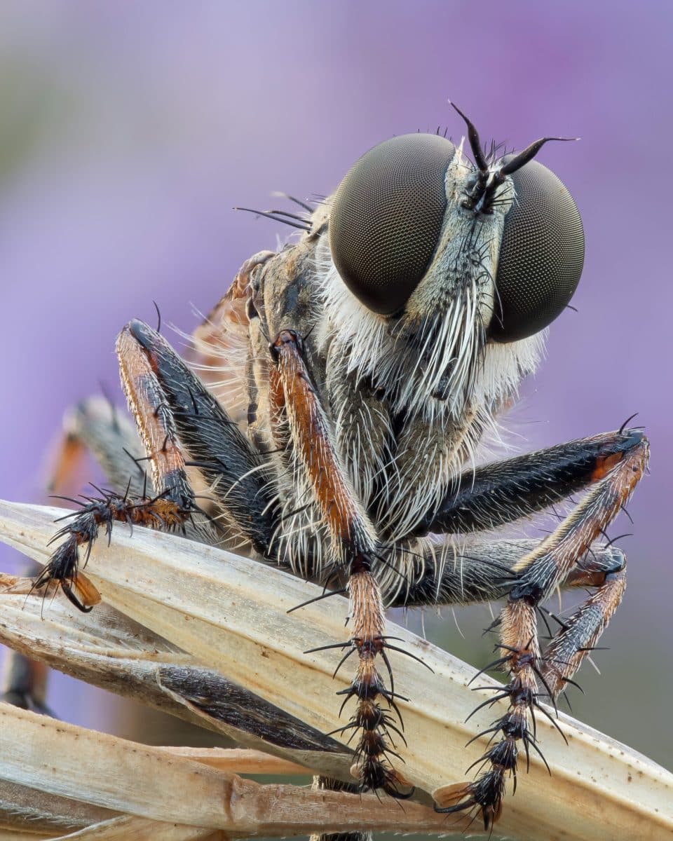 Высокая оценка в категории «Портрет»: бурая муха (Epitriptus cingulatus) / © Steven Mahy