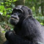 Ученые представили свидетельства самолечения диких шимпанзе растениями