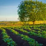 Казанские ученые нашли способ повысить урожайность картофеля в Татарстане