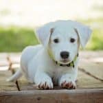 У владельцев щенков обнаружили признаки «послеродовой депрессии»