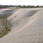 Ученые изучили закономерности сукцессий песчаных пустынь Арктики