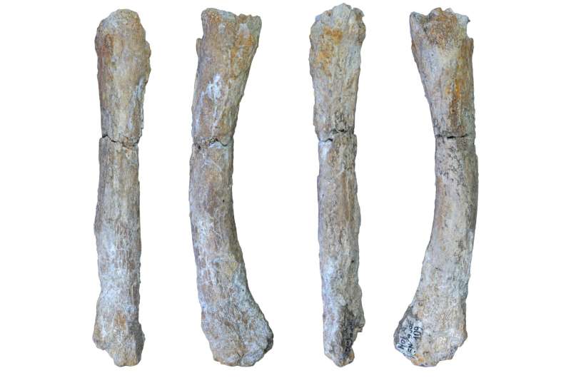 Недавно идентифицированная плюсневая кость вымершего пещерного льва Panthera spelaea / © Journal of Quaternary Science (2024). 