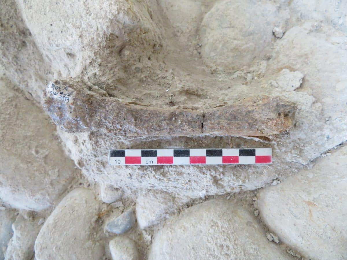 Недавно идентифицированная плюсневая кость вымершего пещерного льва Panthera spelaea со стоянки Нотарчирико / © Journal of Quaternary Science (2024).  