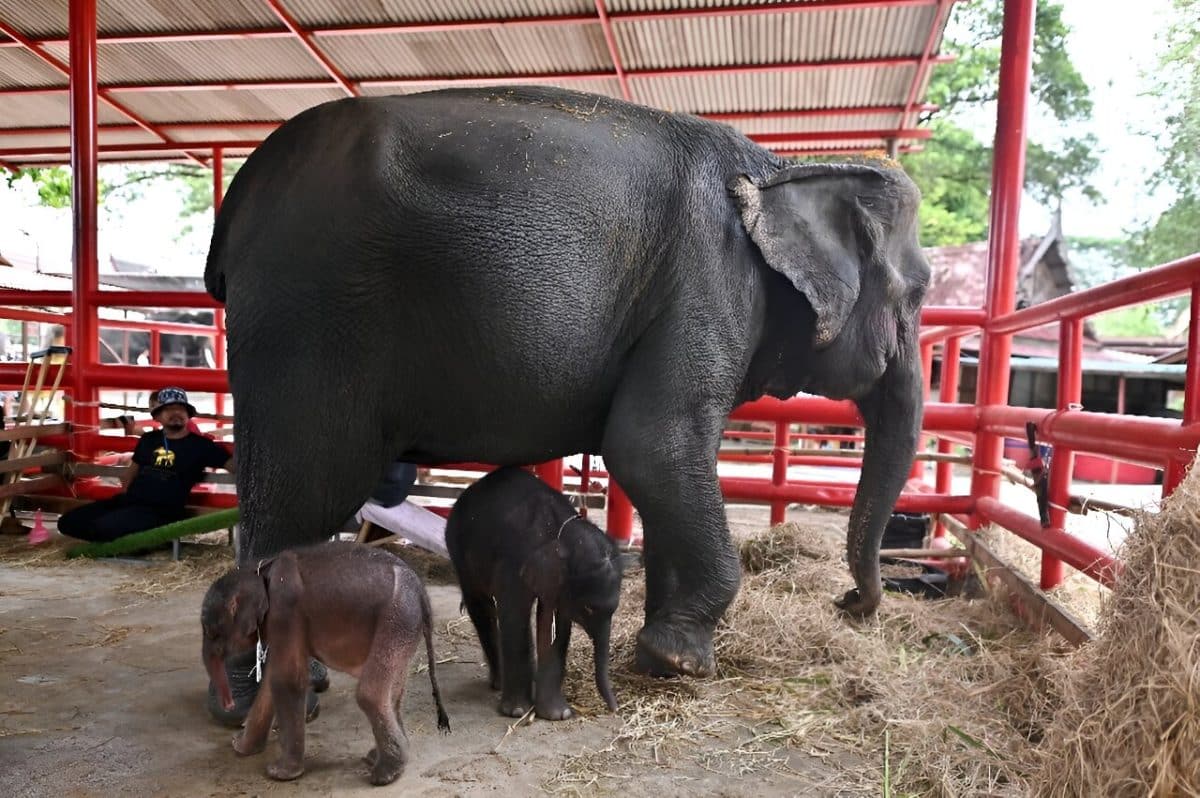 Слониха по кличке Джамджури и ее слонята-близнецы / © AFP