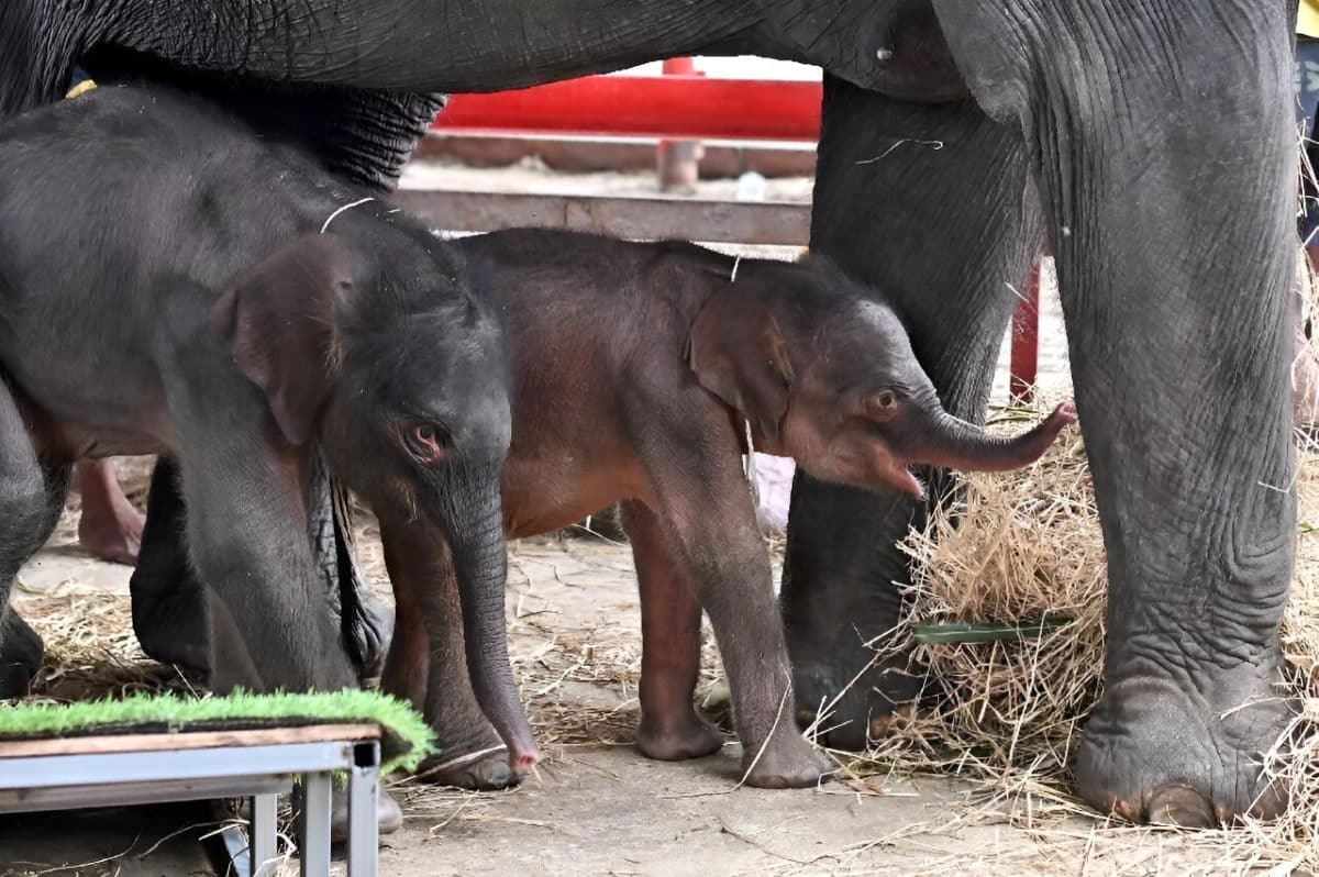 Слониха по кличке Джамджури и ее слонята-близнецы / © AFP