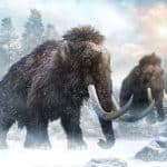 Неизвестное событие убило последних мамонтов Земли