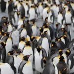 Ученые Пермского Политеха выяснили, что большие скопления роботов группируются подобно стаям пингвинов