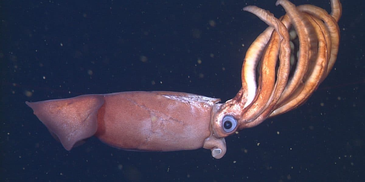 Глубоководный кальмар / © MBARI (Monterey Bay Aquarium Research Institute)