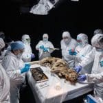 Якутские ученые исследовали мумию волка возрастом более 44 тысяч лет