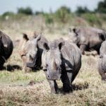 Миф о пользе рога носорога для здоровья научно разоблачили