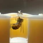 У пчел нашли способность выявлять рак легких по дыханию