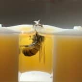 опыты с пчелами