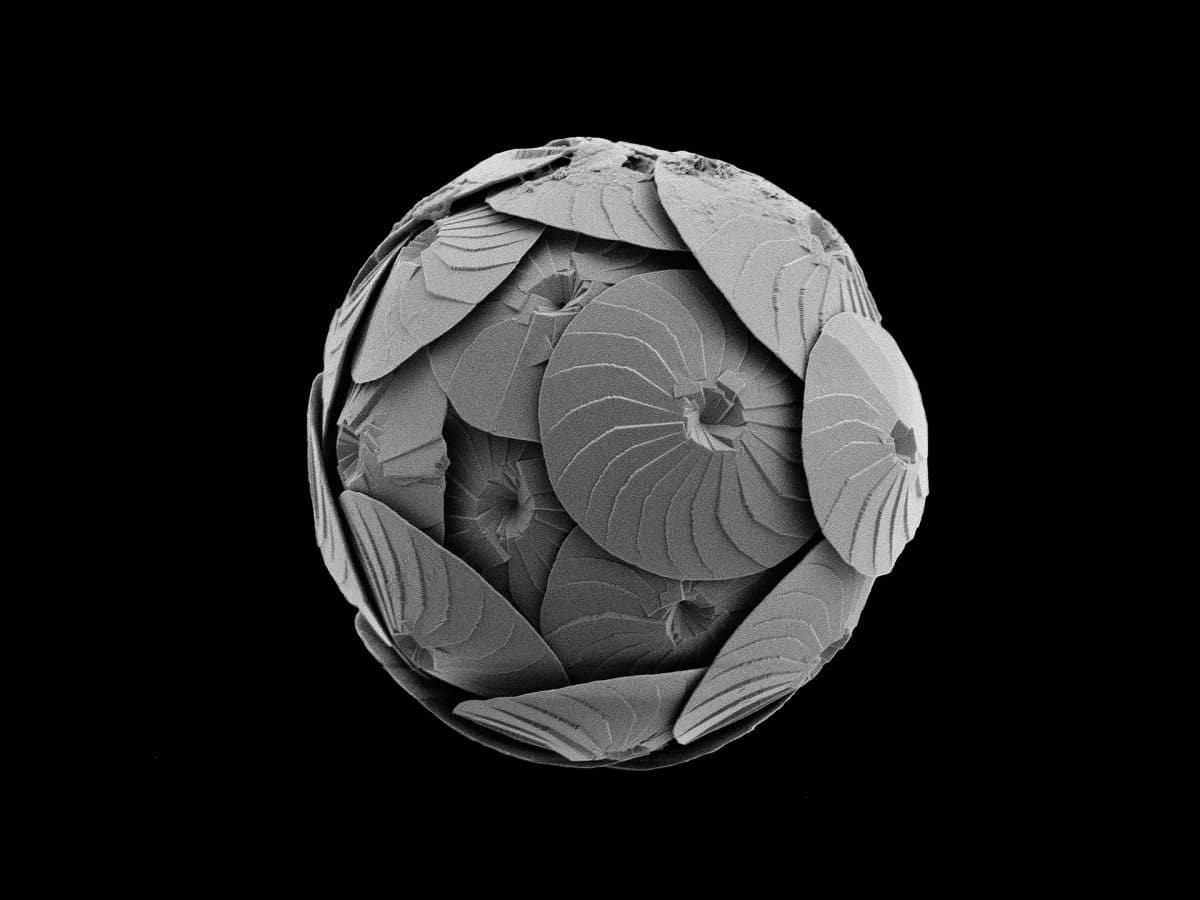 Кокколитофориды — группа одноклеточных планктонных гаптофитовых водорослей, образующих на поверхности известковые пластинки — кокколиты / © Luke Brokensha