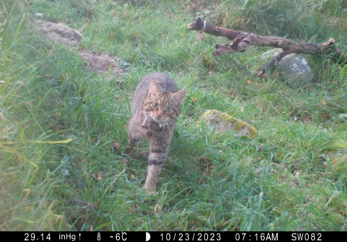 Среднеевропейская лесная кошка / © Saving Wildcats