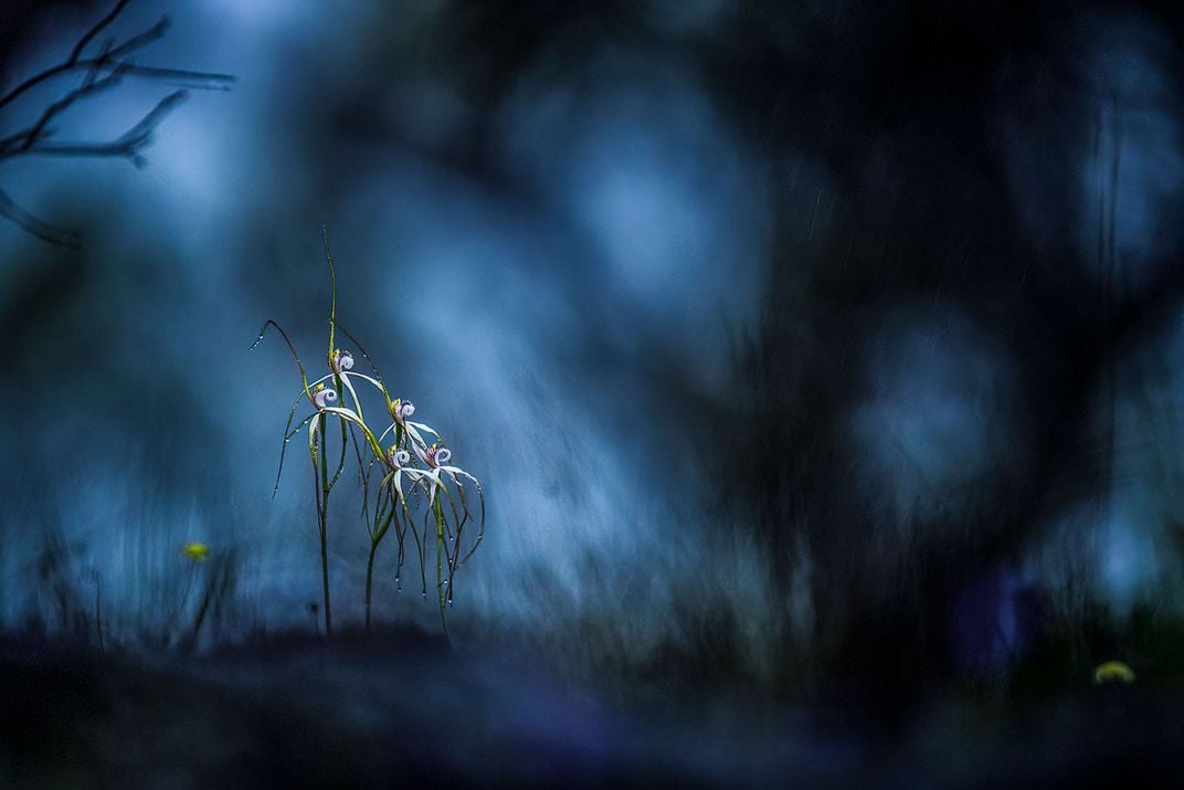 Финалист в категории «Пейзажи, водные ландшафты и флора». Цветы белой паучьей орхидеи (Caladenia longicauda) на южном побережье Западной Австралии / © Georgina Steytler