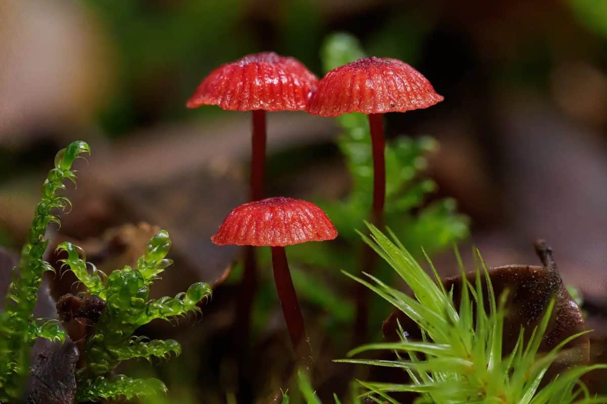 

Маленькие грибы Cruetomycena viscidocruenta / © Charlie Chadwick