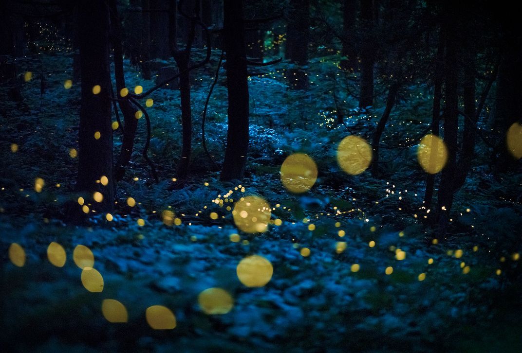 Победитель в номинации «Искусство природы». Десять миллионов светлячков в японском лесу /  © Kazuaki Koseki