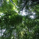 В СПбГУ предупредили об угрозе исчезновения естественной флоры Абхазии из-за азиатских дубов