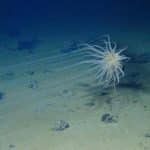 Геологи обнаружили «темный кислород» на океанском дне