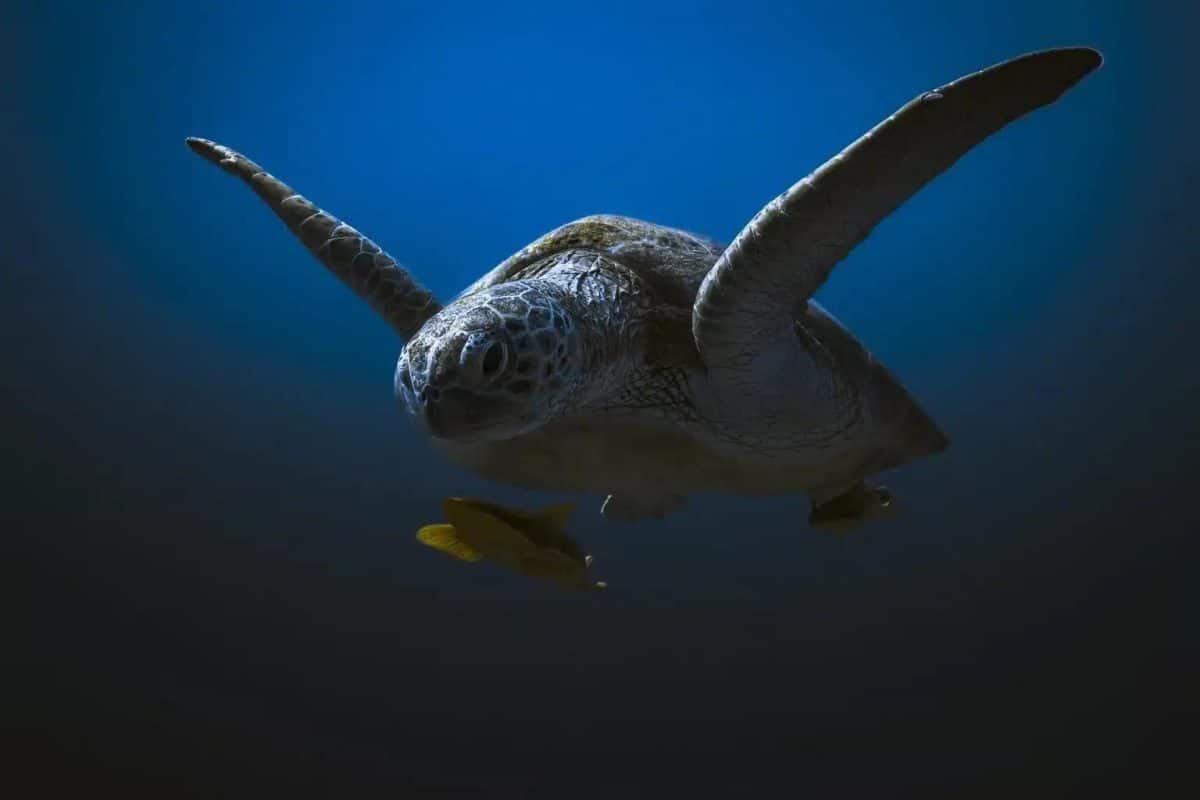 Второе место в категории  «Дикая природа в опасности»: портрет морской черепахи / © Sina Ritter